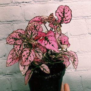 3” Polka Dot Plant